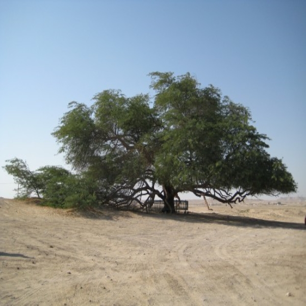 Дерево жизни в Бахрейн, райский сад