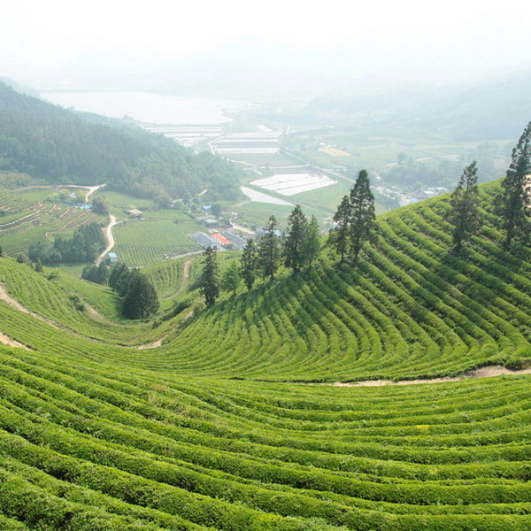 Чайная плантация в Южной Корее