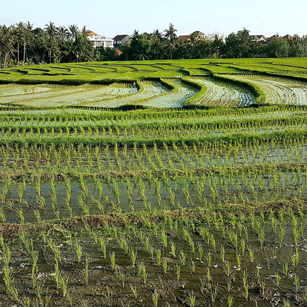 Рисовые поля в Индонезии
