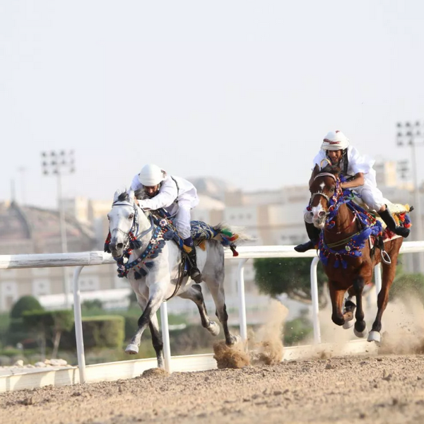 Конюшня Аль-Шакаб, арабские лошади